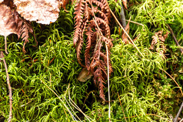 autumn dry leaves and moss closeup, selective focus