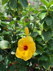 Yellow Hibiscus. Asian tropical flower. It grows on a shrub among greenery.