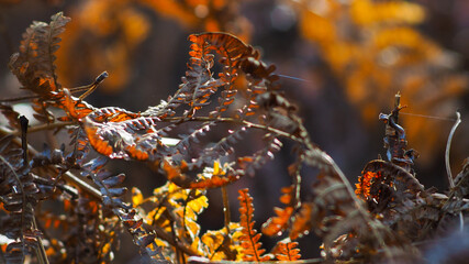 Belle lumière orangée passant à travers les feuilles de fougère flétries, dans la forêt des Landes de Gascogne, durant l'automne