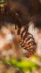 Belle lumière orangée passant à travers les feuilles de fougère flétries, dans la forêt des Landes de Gascogne, durant l'automne