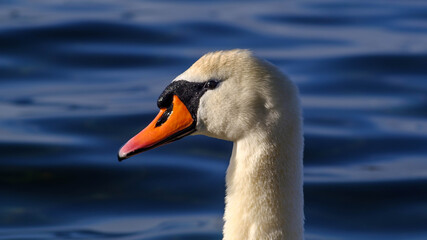 Höckerschwan Portrait seitlich