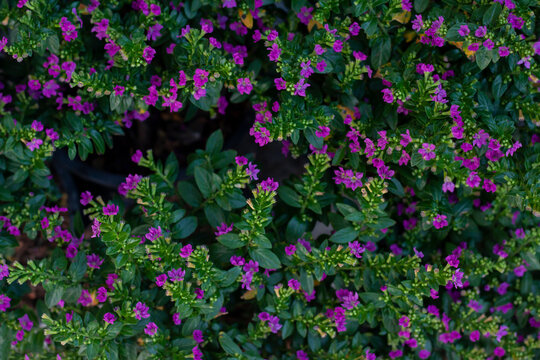 Purple flower of False heather, Elfin herb or Cuphea hyssopifolia Kunth bloom in the garden for background.