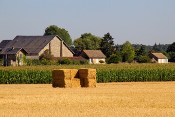 wheat field in the countryside