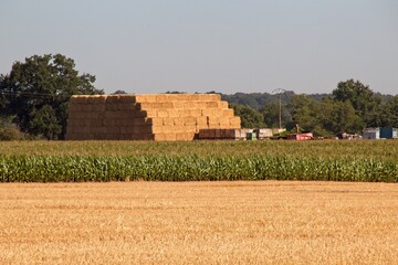 wheat field in the countryside