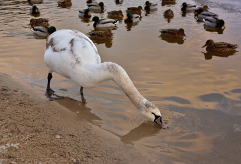 pijący łabędź © Pawe