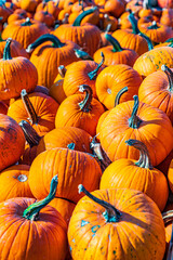 Massachusett-Townsend-Pumpkin stand