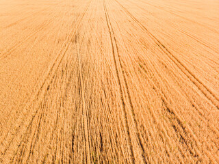 Aerial view of wheat field with tractor tracks. Farm from drone view.