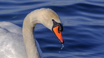 Höckerschwan mit tropfendem Schnabel