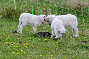 Obraz premium Die Ostpreußische Skudde mit Lamm 