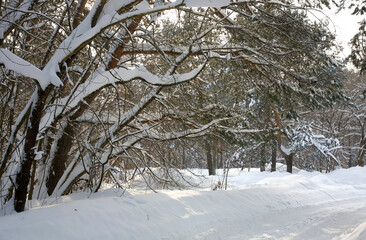Winter road in a snowy forest in sunlight