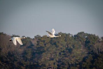 Tundra Swans in Flight