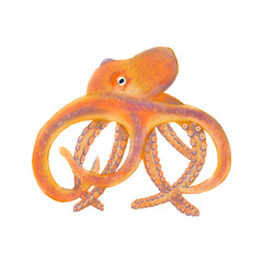 Water animal octopus