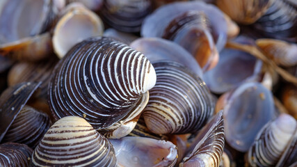 asiatische Körbchenmuscheln (corbicula fluminea) am Bodensee © Karin
