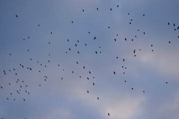 A large flock of crows are flying in the sky.