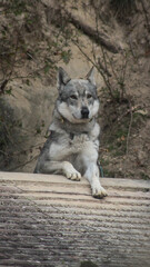 A wolf looking far away