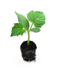 Young fresh cucumber seedling in soil isolated on white background