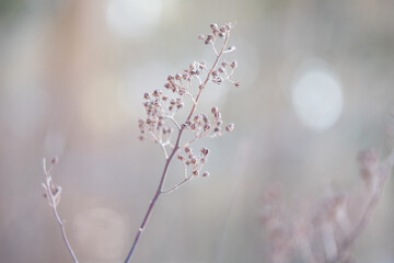 rain drops on a branch