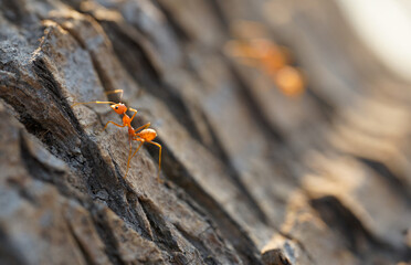 Selective focus eye the red ant eye stopping on tree trunk