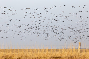 Grosser Schwarm Weißwangengans /  Nonnengans an der Westküste von Schleswig-Holstein