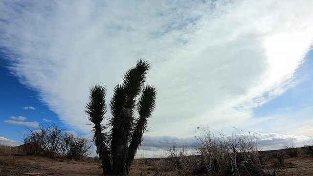 Fast moving clouds in the long duration time lapse in the Mojave Desert with a Joshua tree in the foreground