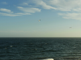 Fototapeta na wymiar Aves en vuelo sobre el mar 