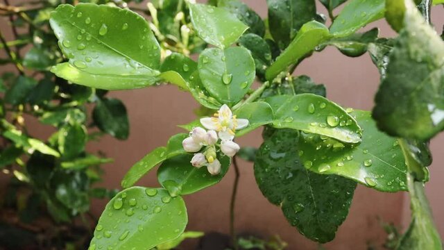 Fresh Bergamots and leaves on tree with water drops on them fruity,   with herbaceous bergamia Aroma