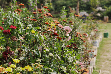 Bright beautiful blooming multi colors flowers in the field. Colorful awesome beautiful flowers.