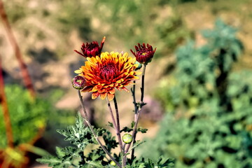 Beautiful yellow flowers and buds of a blooming plant in a garden