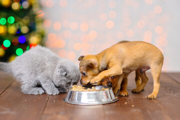 Little toy terrier and scots kitten eat food from a bowl on the background of a christmas tree