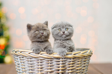 Fototapeta na wymiar Two fluffy little kittens sit in a wicker basket