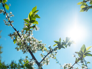 Spring blooming fruit trees. White plum flowers on blue sky background . Springtime, blossom orchard.