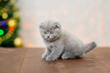 A small fluffy kitten with hanging ears of the Scottish breed sits  on the background of a Christmas tree