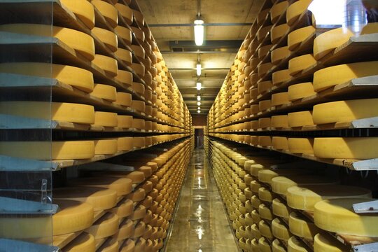 - Gruy&egrave;re Cheese Aging in a Traditional Swiss Factory Warehouse
