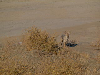 coyote in the desert
