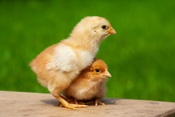 chicken on the farm on grass background. Baby chicken family. Animal friendship