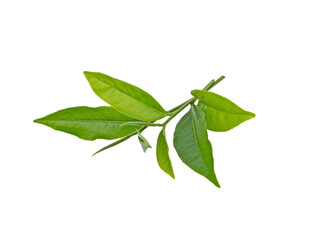 Fototapeta premium Green tea leaf isolated on white background