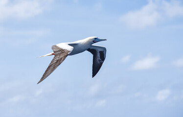 Seabird Masked, Blue-faced Booby (Sula dactylatra) flying over the blue and calm ocean. Seabird is hunting for flying fish jumping out of the water.