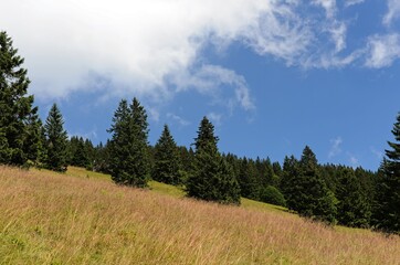 Fototapeta na wymiar Spruces on hillside on cloudy sky background on bright summer day