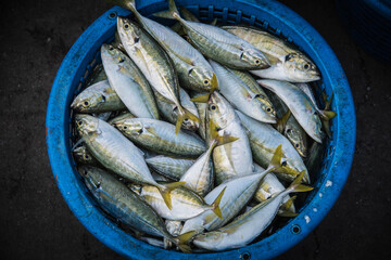 Fish in plastic baskets ready to be sent to the fresh market At Ban Bang Saray fishing port, Thailand