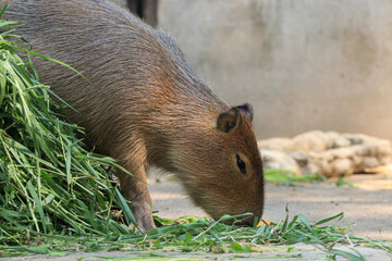 Close up Capybara eating Grass