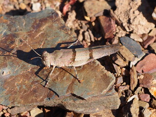 Grasshopper (Sphingonotus lluciapomaresi)