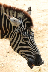Obraz premium Close up Zebra in the Yard
