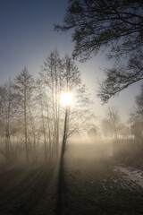 Fototapeta na wymiar Bäume im Nebel mit Sonnenstrahlen, Hochformat
