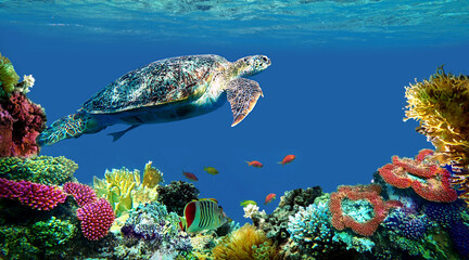 underwater sea turtle swims