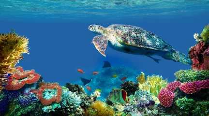 Wandcirkels plexiglas onderwater zeeschildpad zwemt © Happy monkey