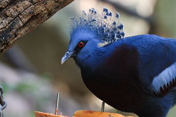 Close up Blue Pigeon, Victorian Crowned Pigeon