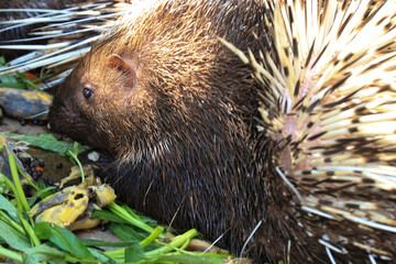 Close up Malayan Porcupine