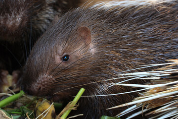 Close up Malayan Porcupine