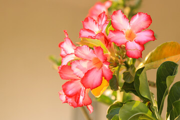 Fototapeta premium Close up Blooming Pink Adenium , Desert Rose Flower