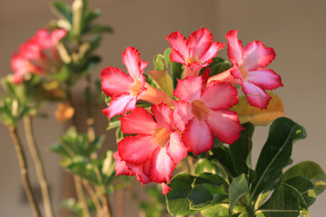 Obraz premium Close up Blooming Pink Adenium , Desert Rose Flower